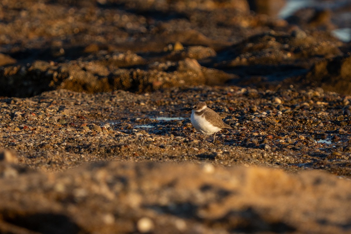 חופמי אלכסנדרי - ML646656316