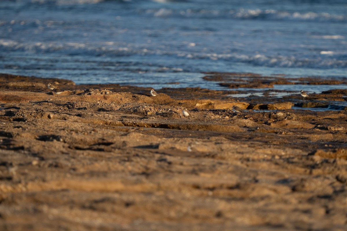 חופמי אלכסנדרי - ML646656317