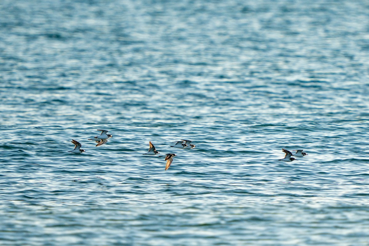 חופמי אלכסנדרי - ML646656318