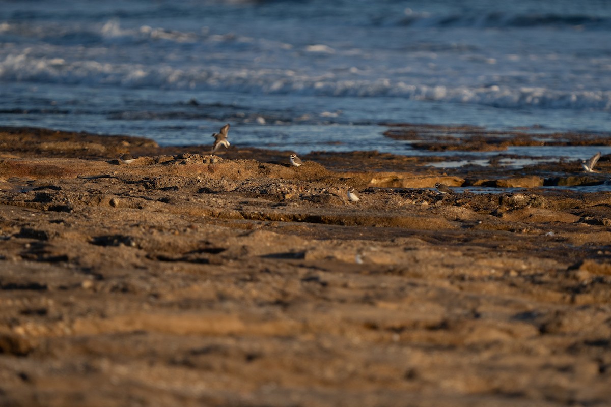 חופמי אלכסנדרי - ML646656320