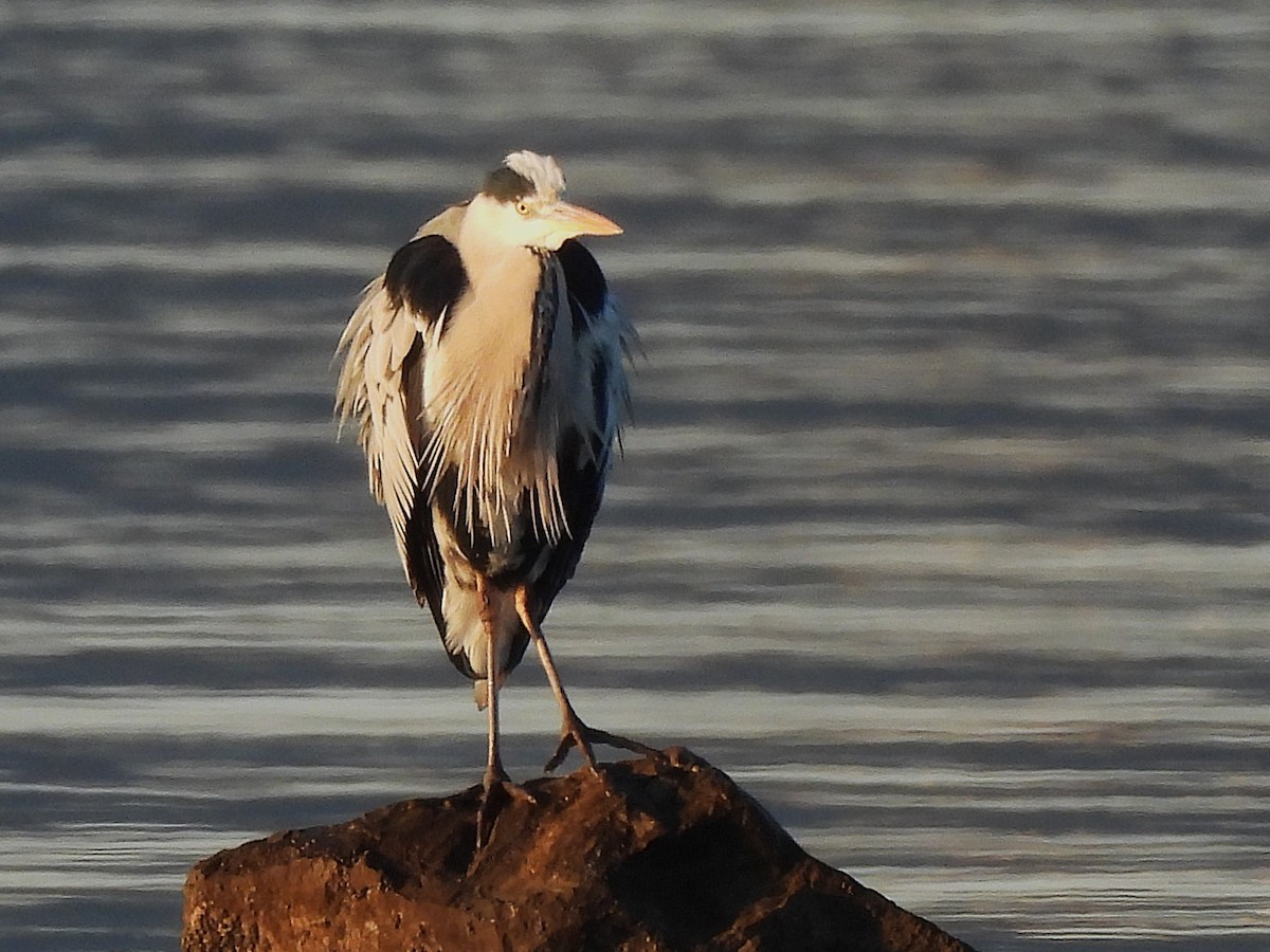 Gray Heron - ML646656321