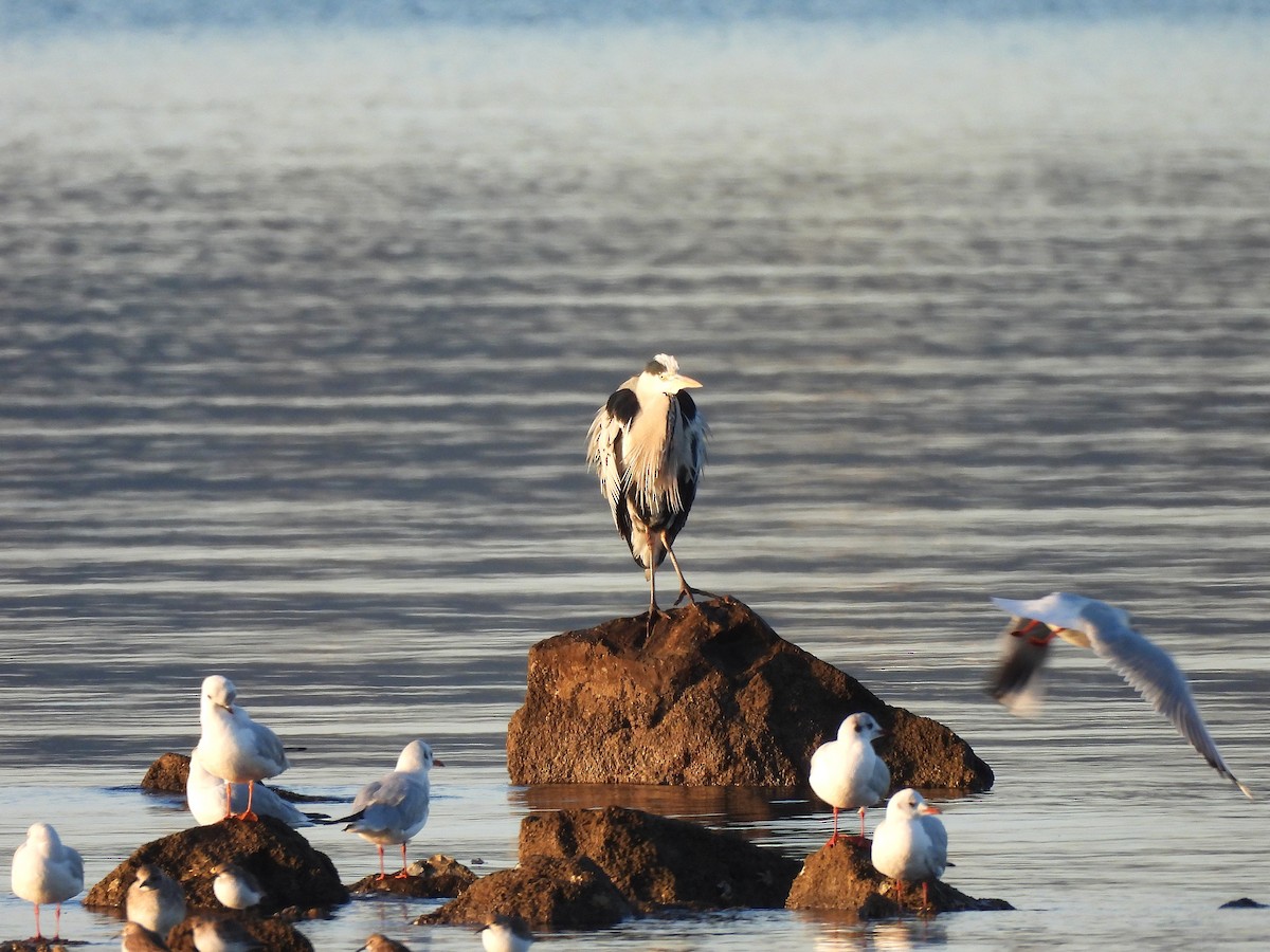 Gray Heron - ML646656322