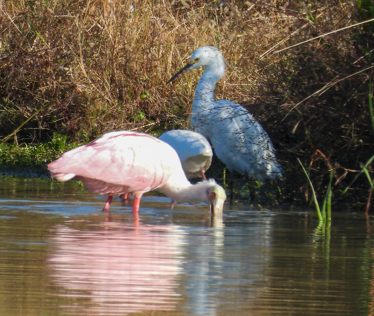Roseate Spoonbill - ML646656323