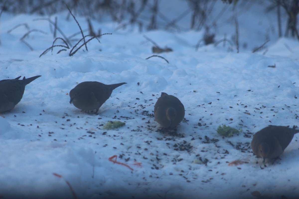 Mourning Dove - ML646656324