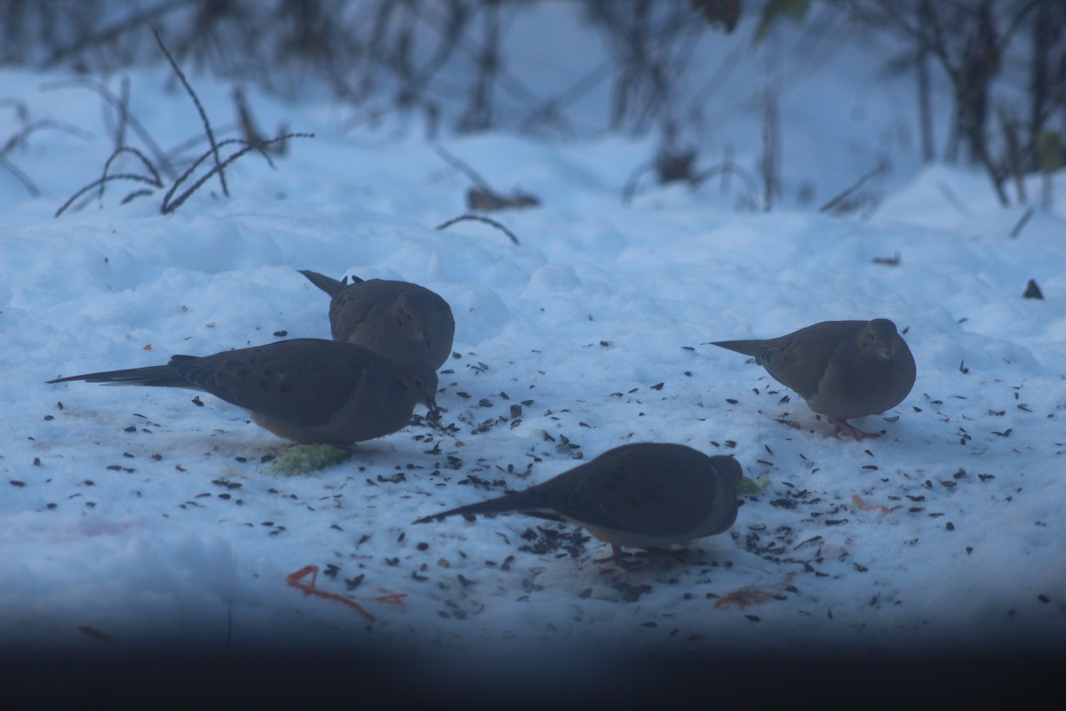 Mourning Dove - ML646656325
