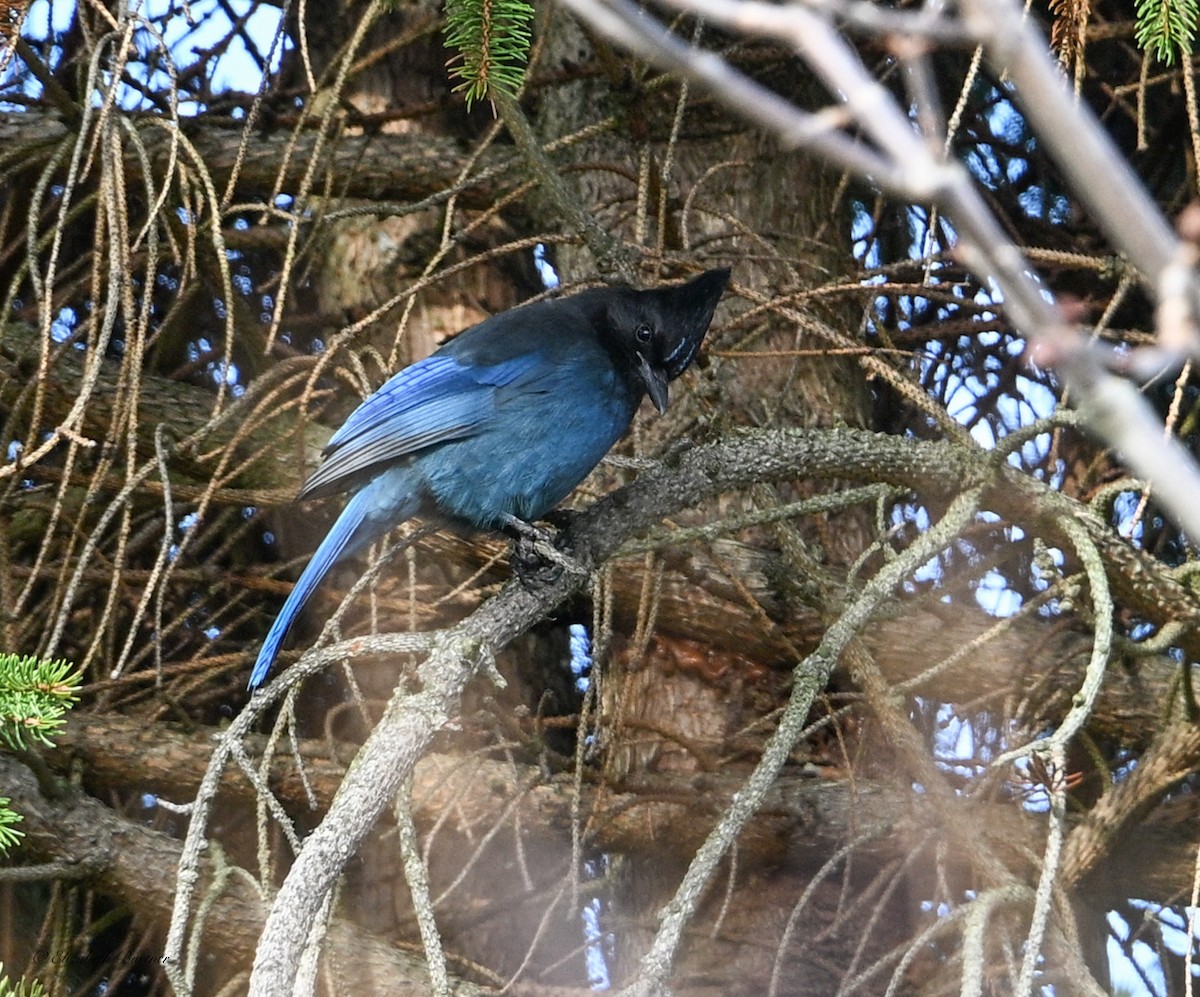 Steller's Jay - ML646656327