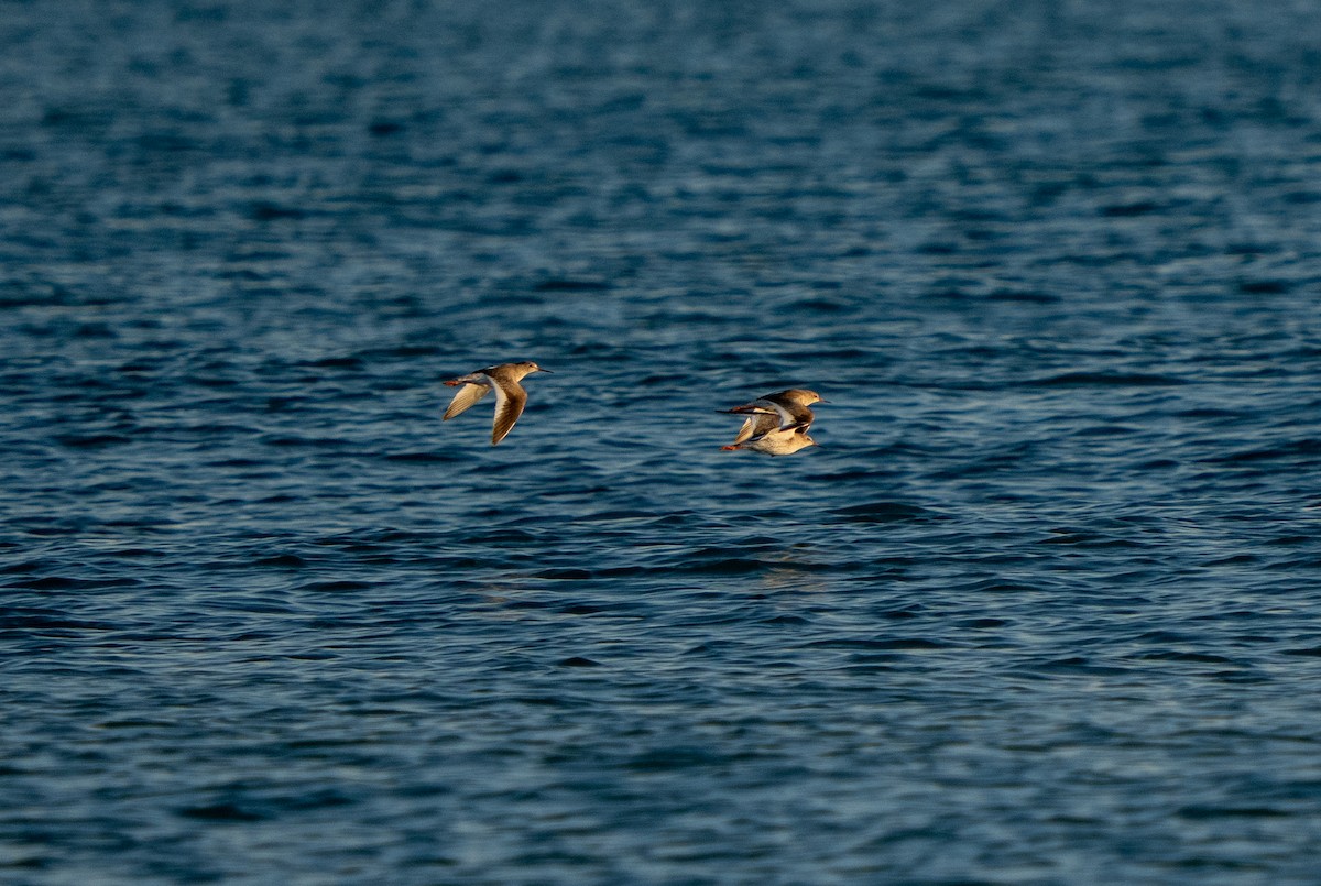 ביצנית לבנת-כנף - ML646656328