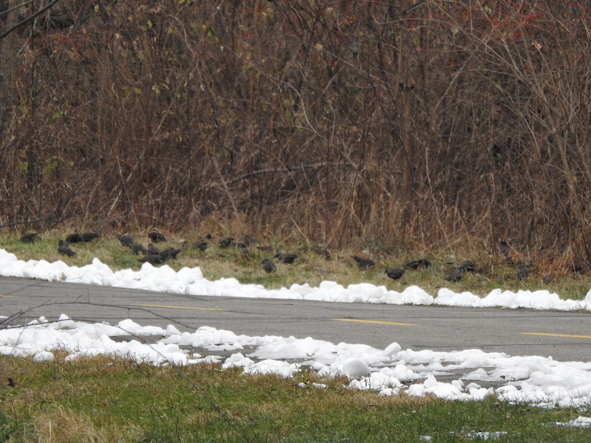 European Starling - ML646656329