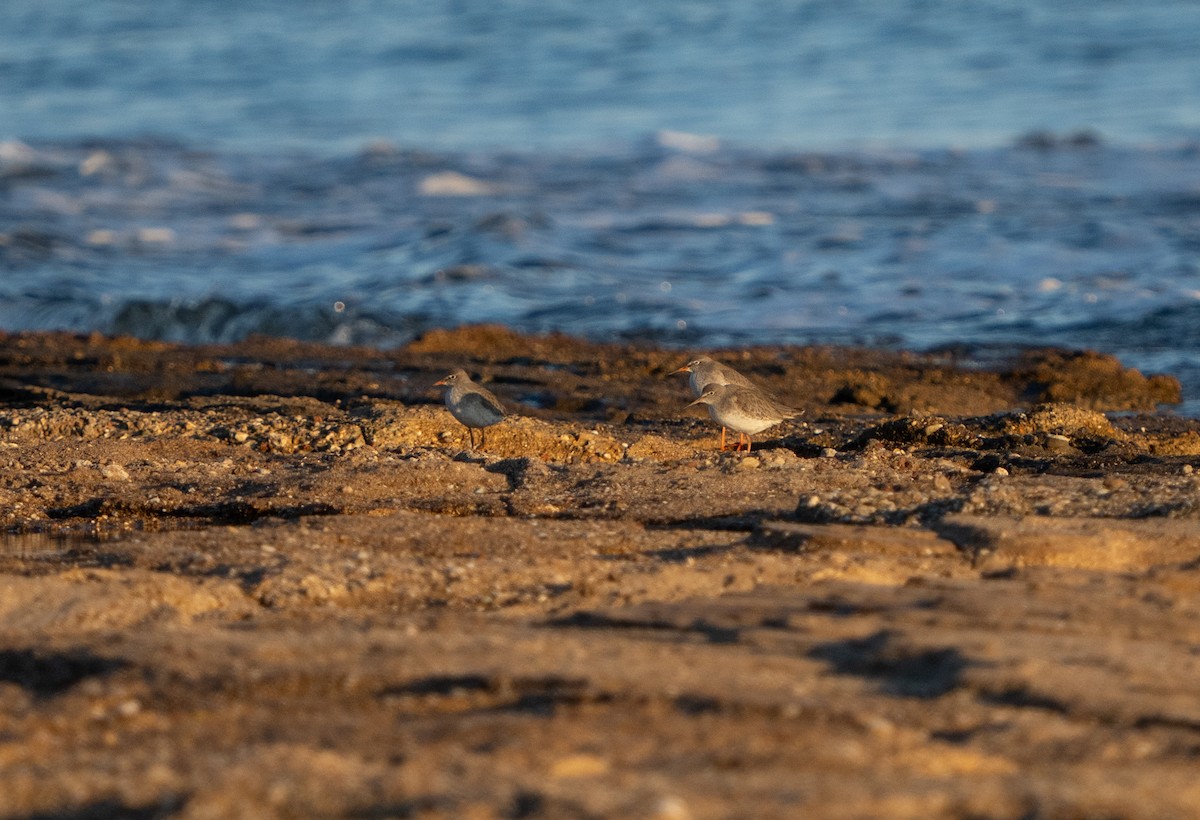 ביצנית לבנת-כנף - ML646656330