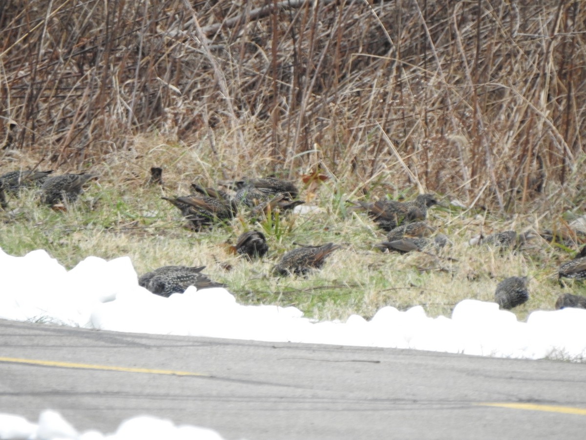 European Starling - ML646656331