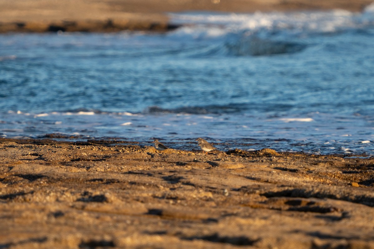 ביצנית לבנת-כנף - ML646656332