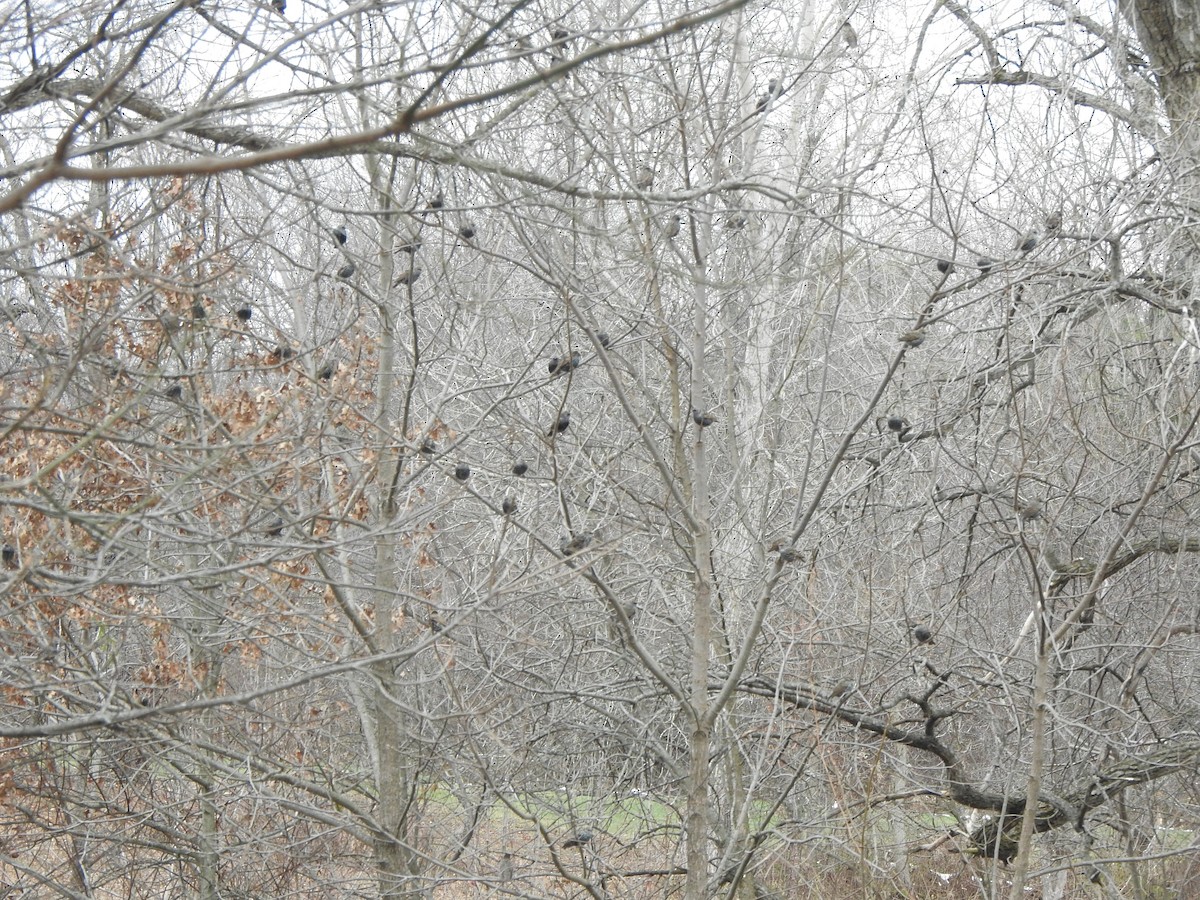 European Starling - ML646656333