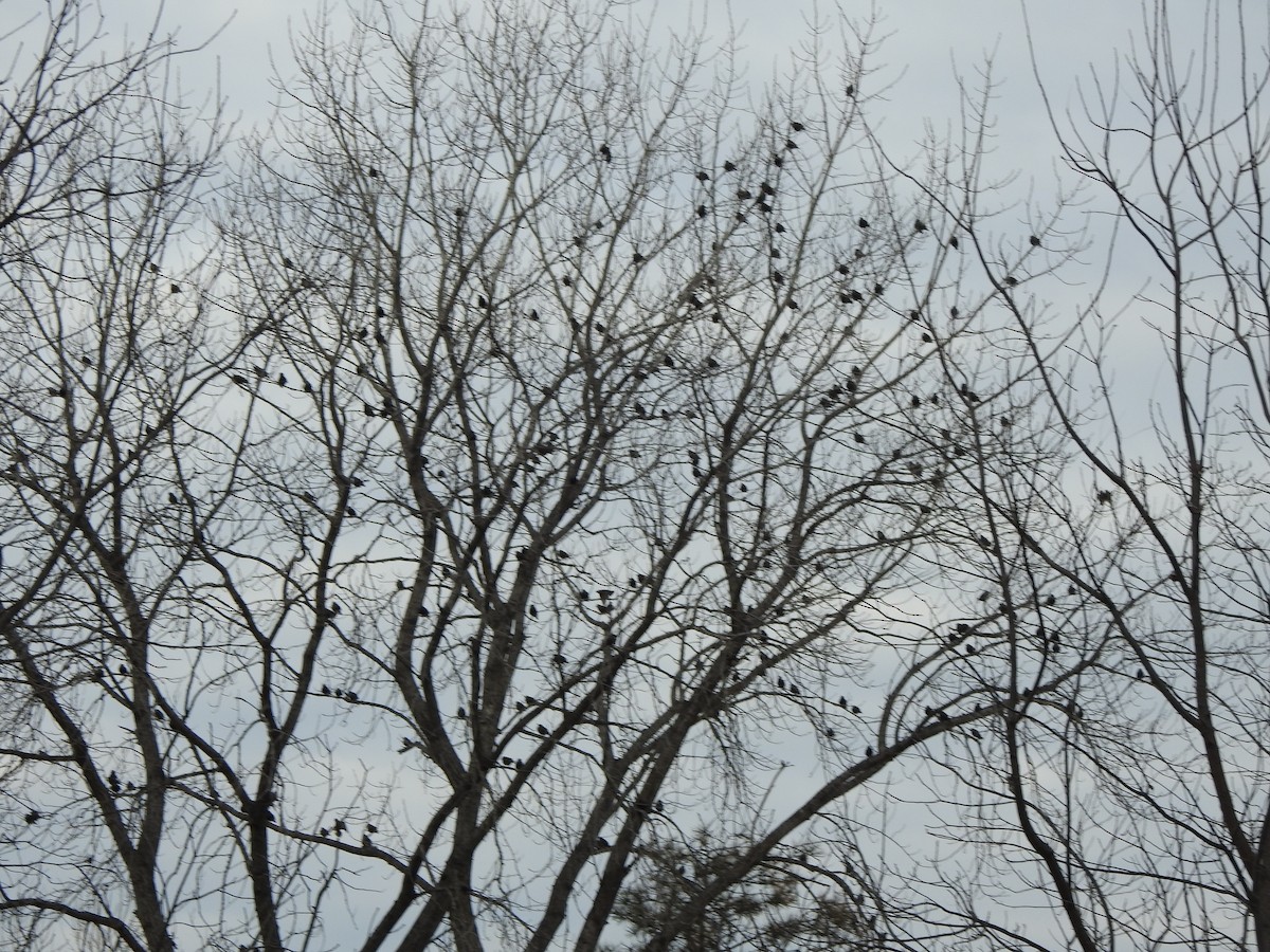 European Starling - ML646656334