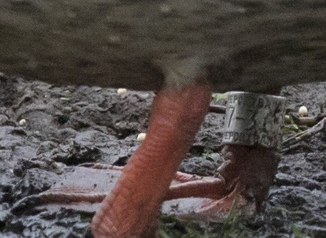 Mallard - ML646656335