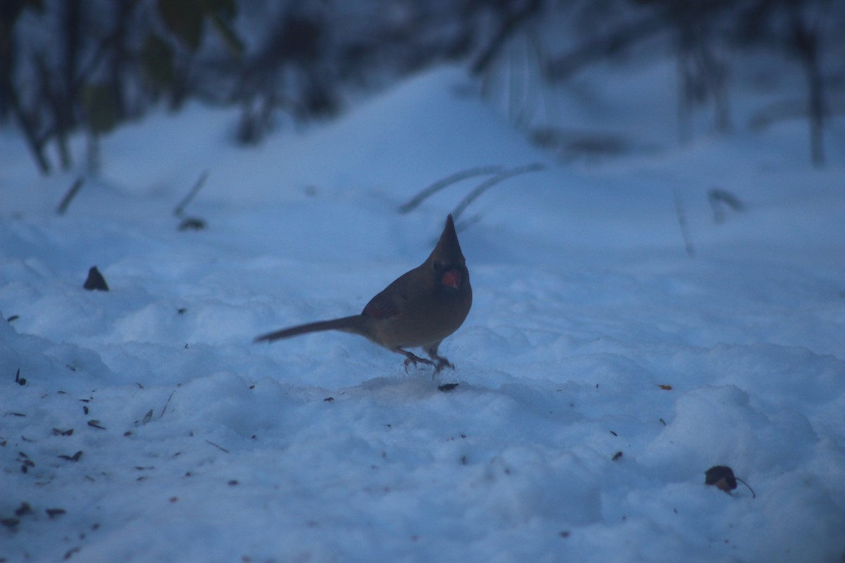 Northern Cardinal - ML646656336