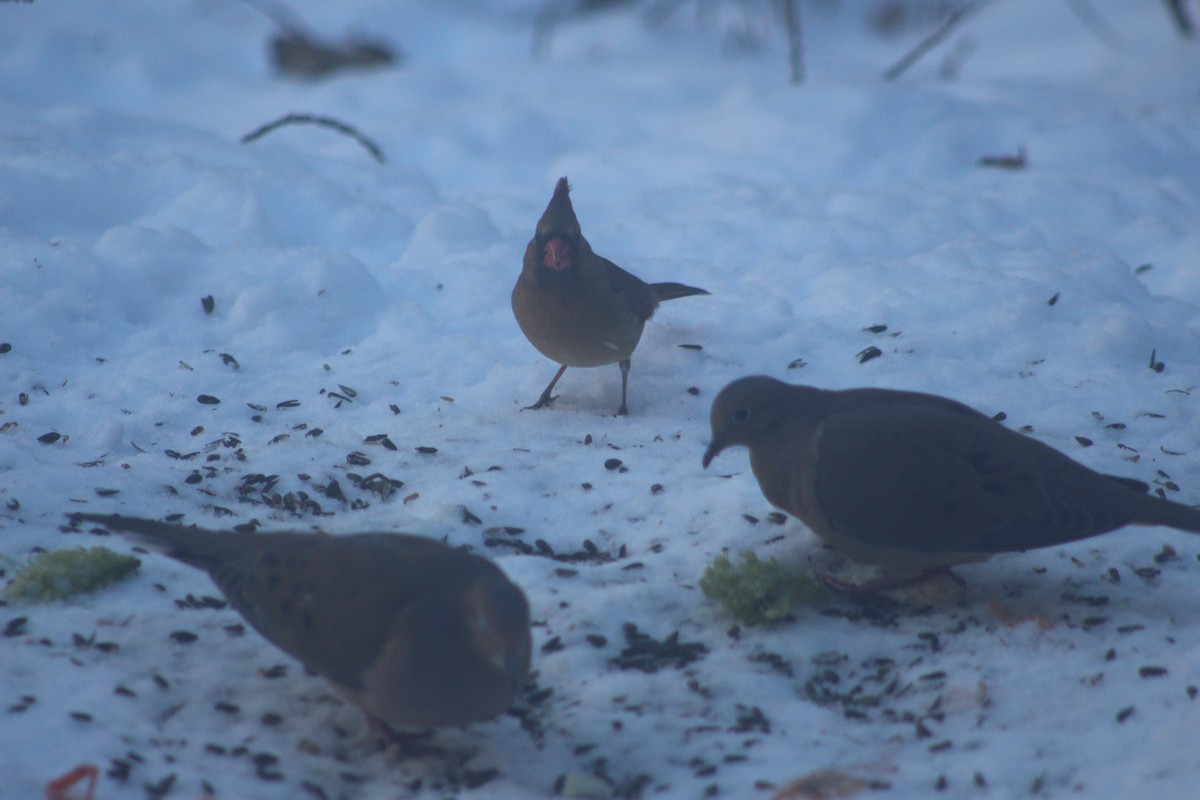 Northern Cardinal - ML646656337