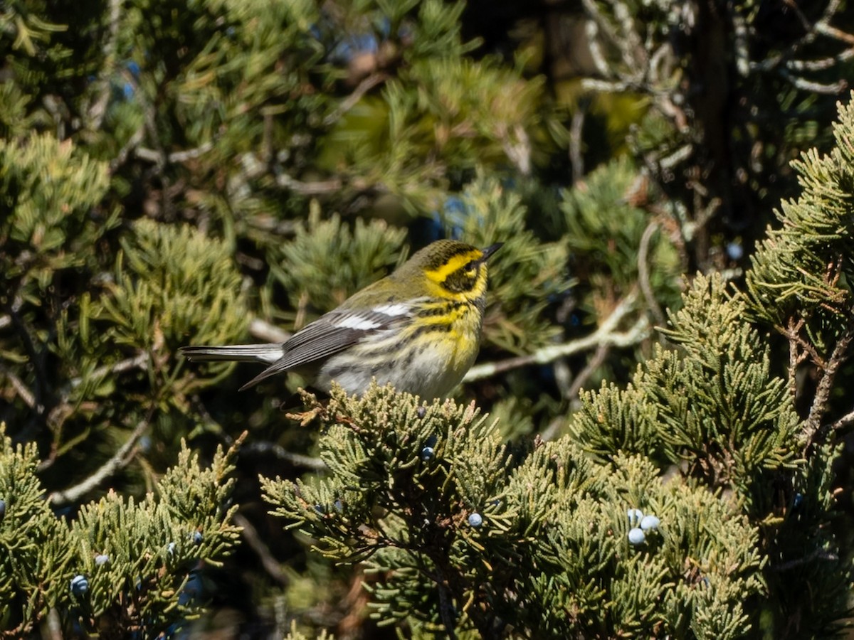 Paruline de Townsend - ML646656338