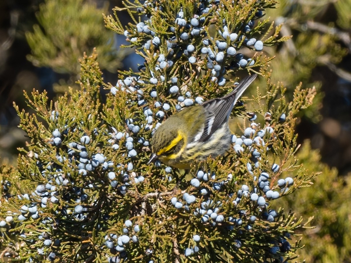 Paruline de Townsend - ML646656339