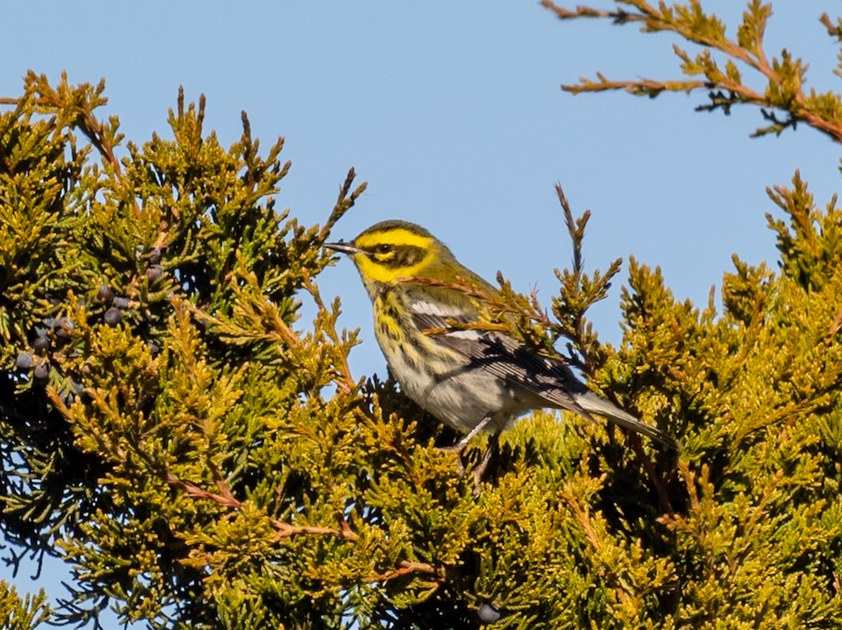 Paruline de Townsend - ML646656340