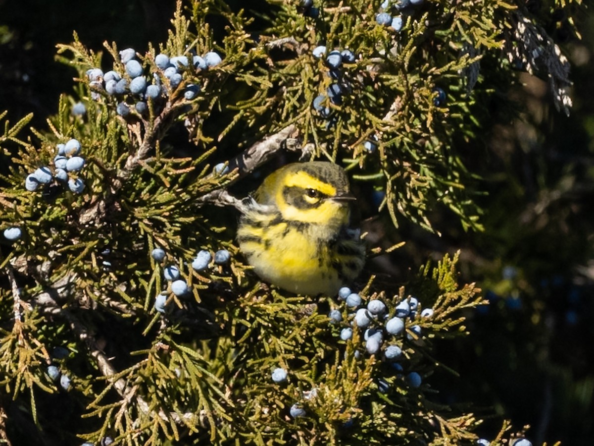 Paruline de Townsend - ML646656341