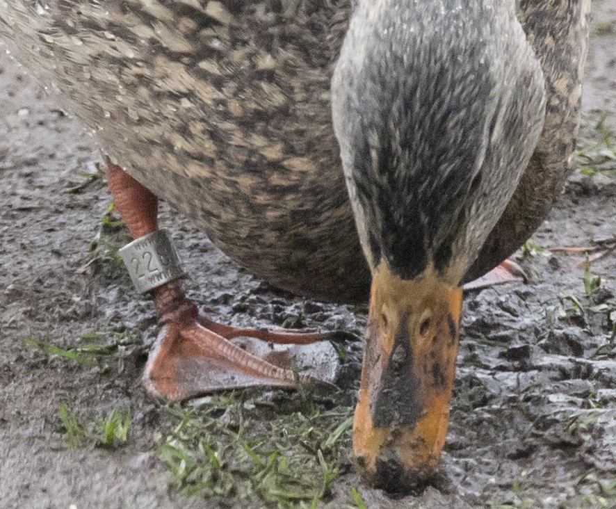 Mallard - ML646656342