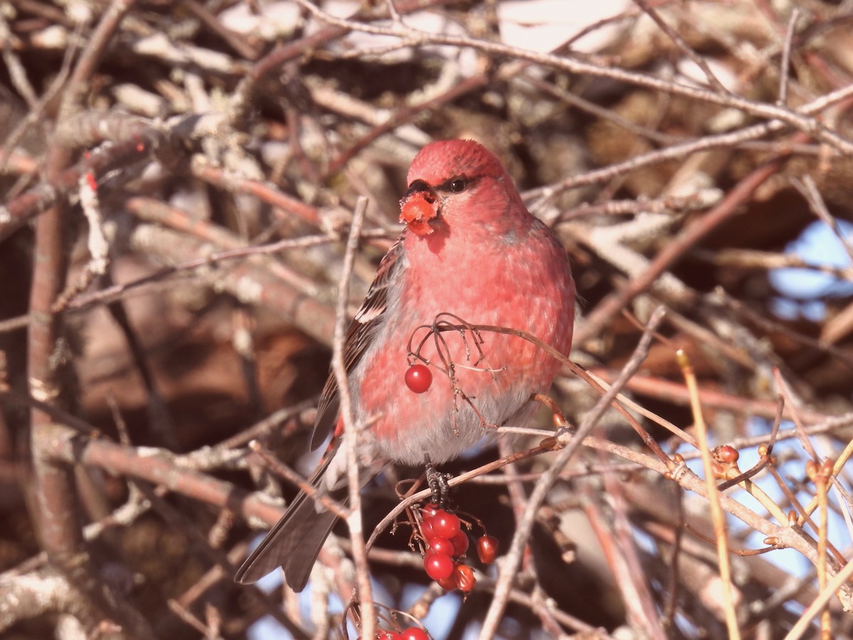 Hakengimpel - ML646656343