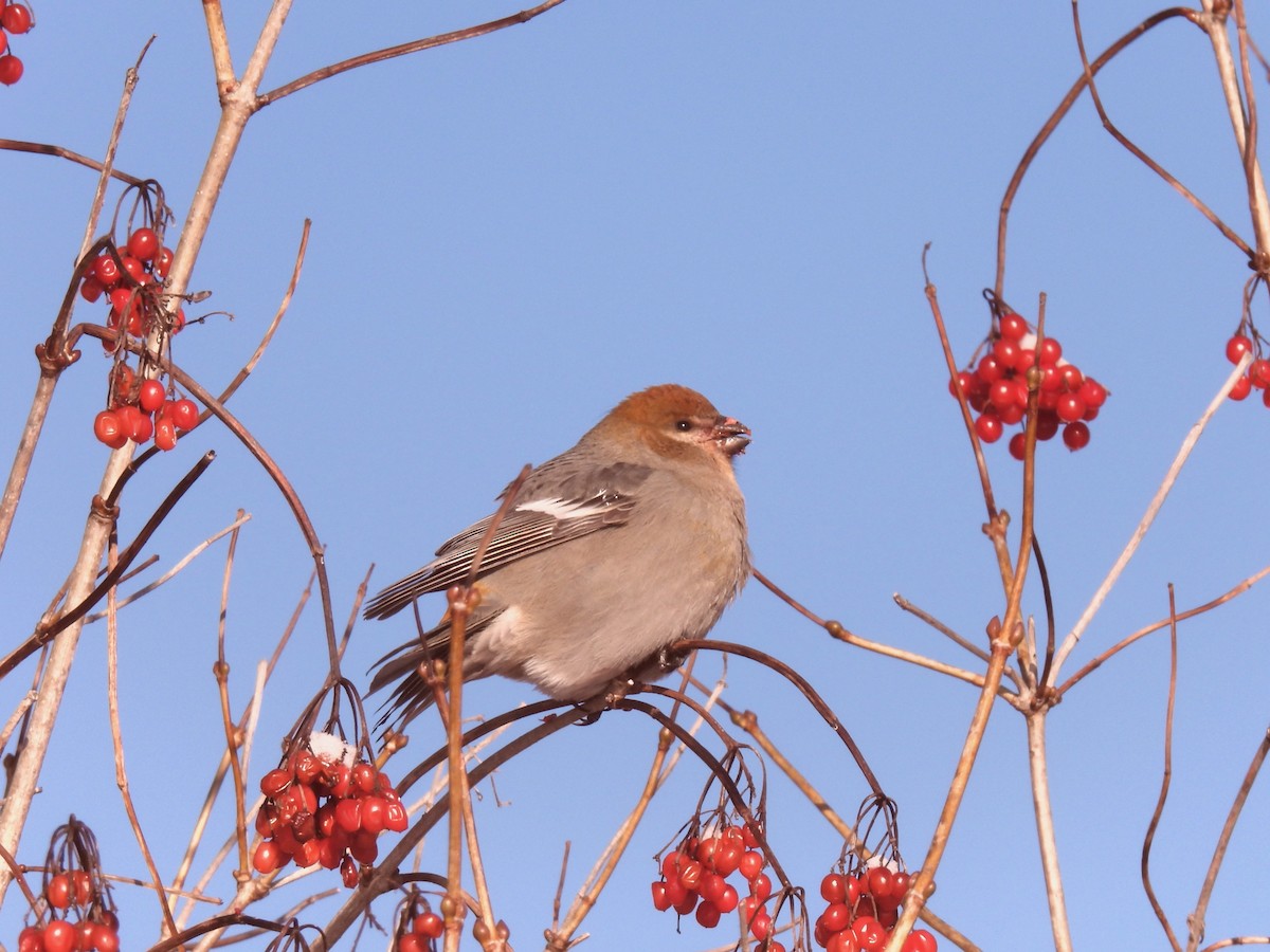 Hakengimpel - ML646656344