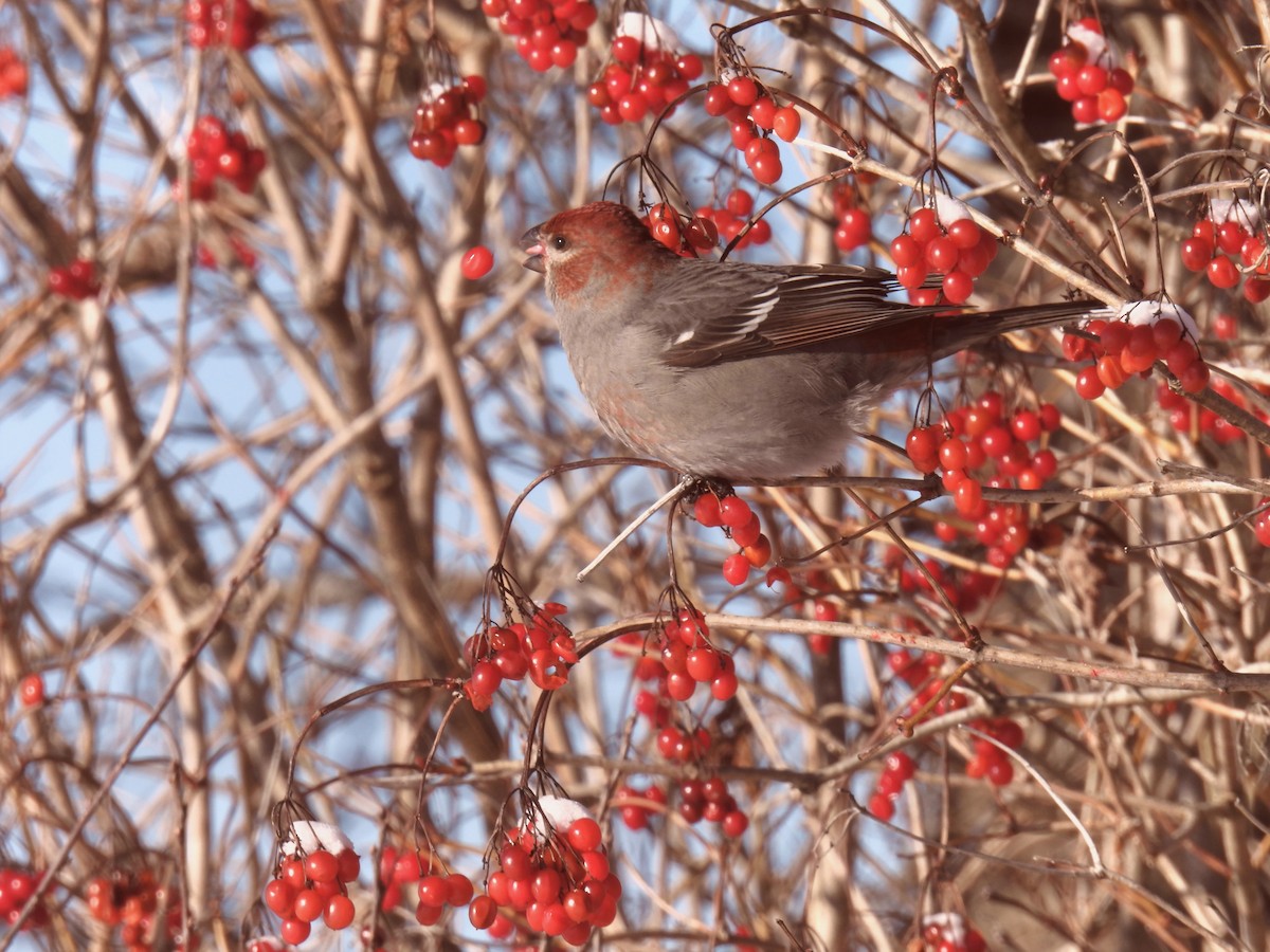 Hakengimpel - ML646656345