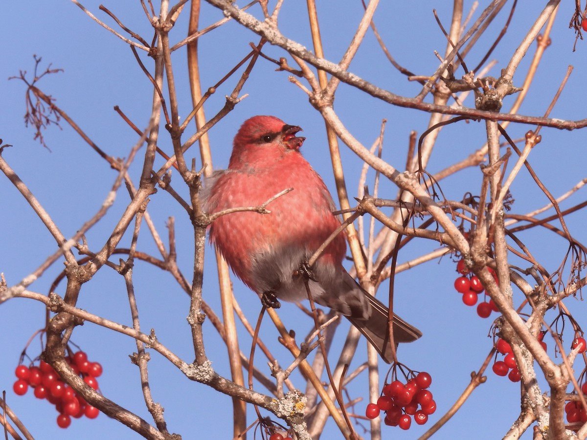 Hakengimpel - ML646656346