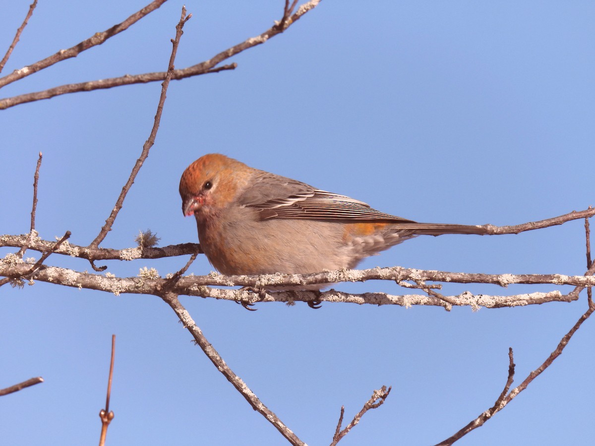 Hakengimpel - ML646656348