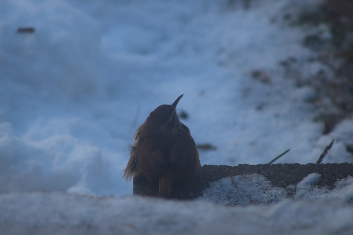 Carolina Wren - ML646656350