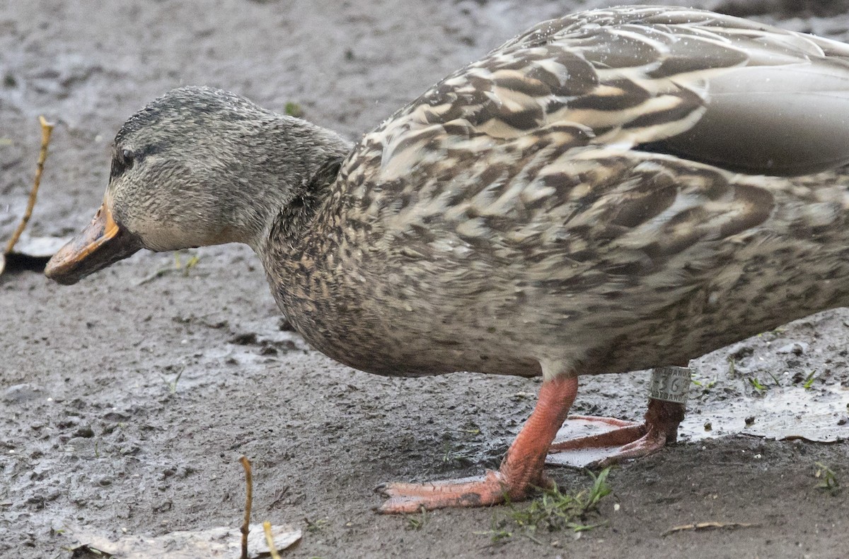 Mallard - ML646656352