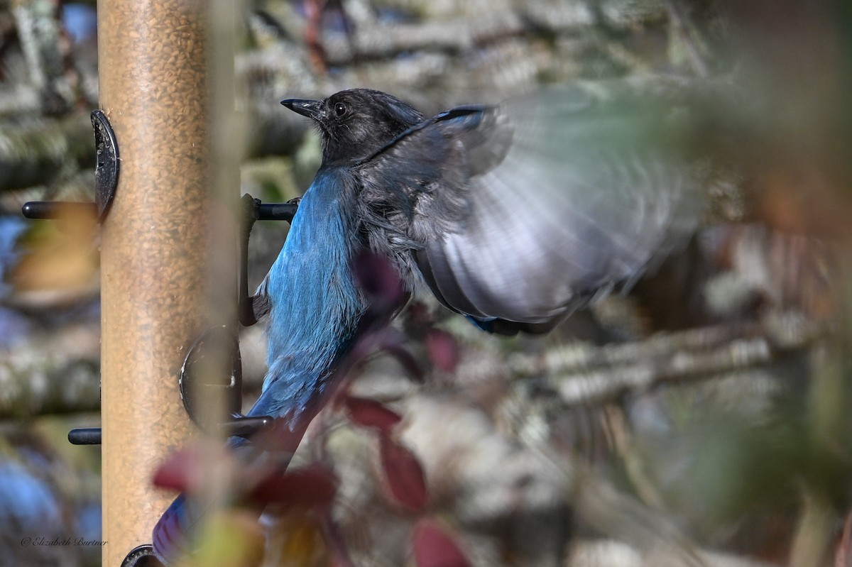 Steller's Jay - ML646656353