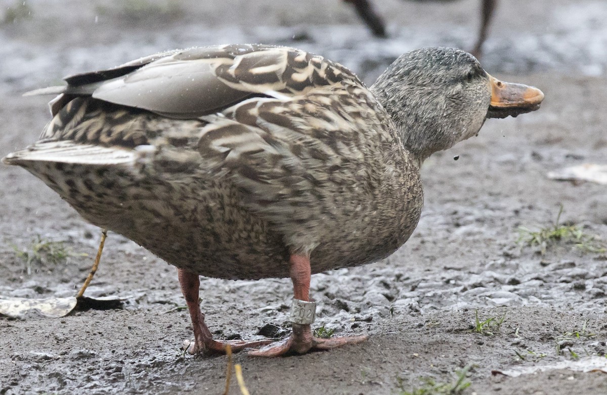 Mallard - ML646656356