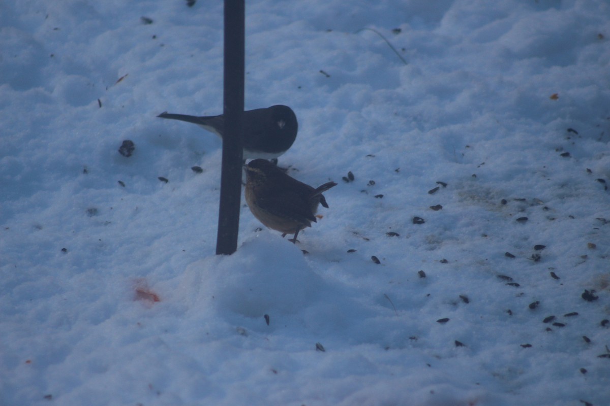 Dark-eyed Junco - ML646656357