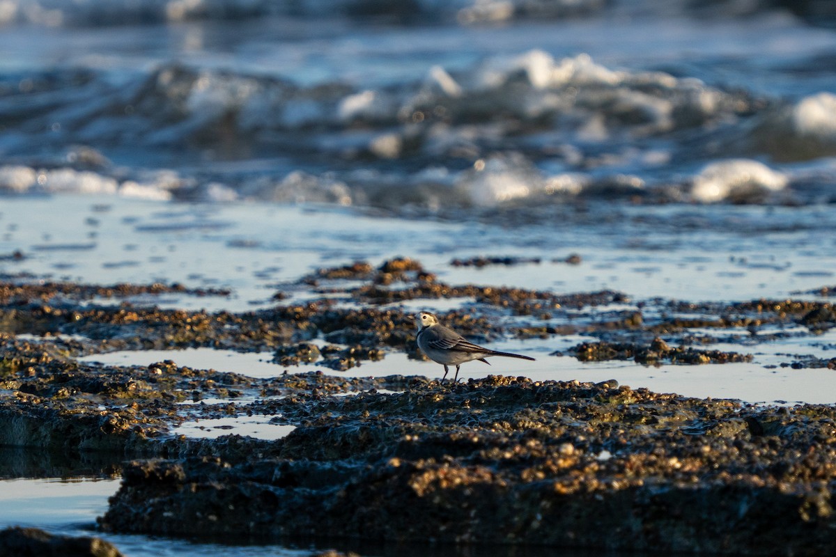 נחליאלי לבן - ML646656360