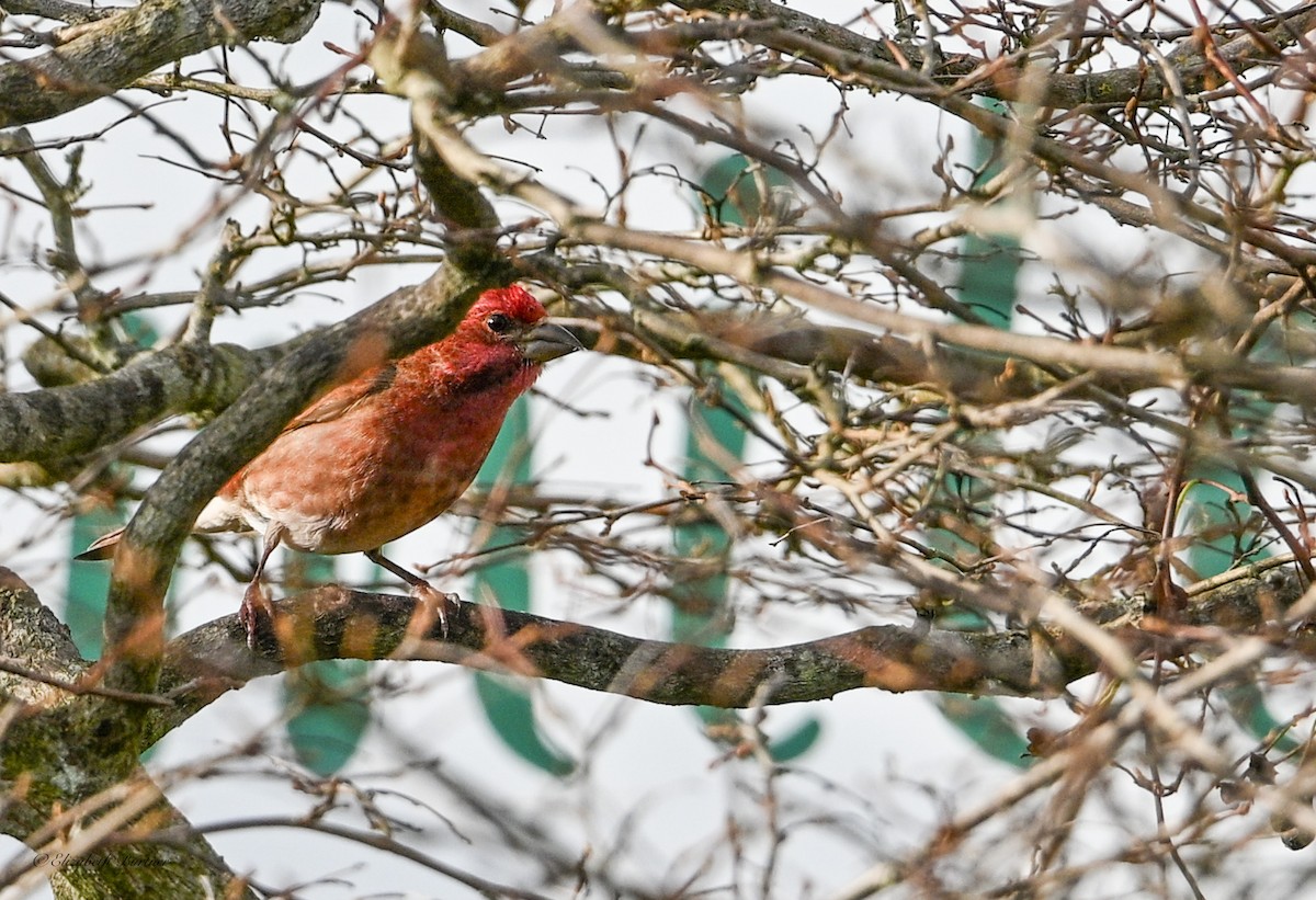 hýl nachový - ML646656361