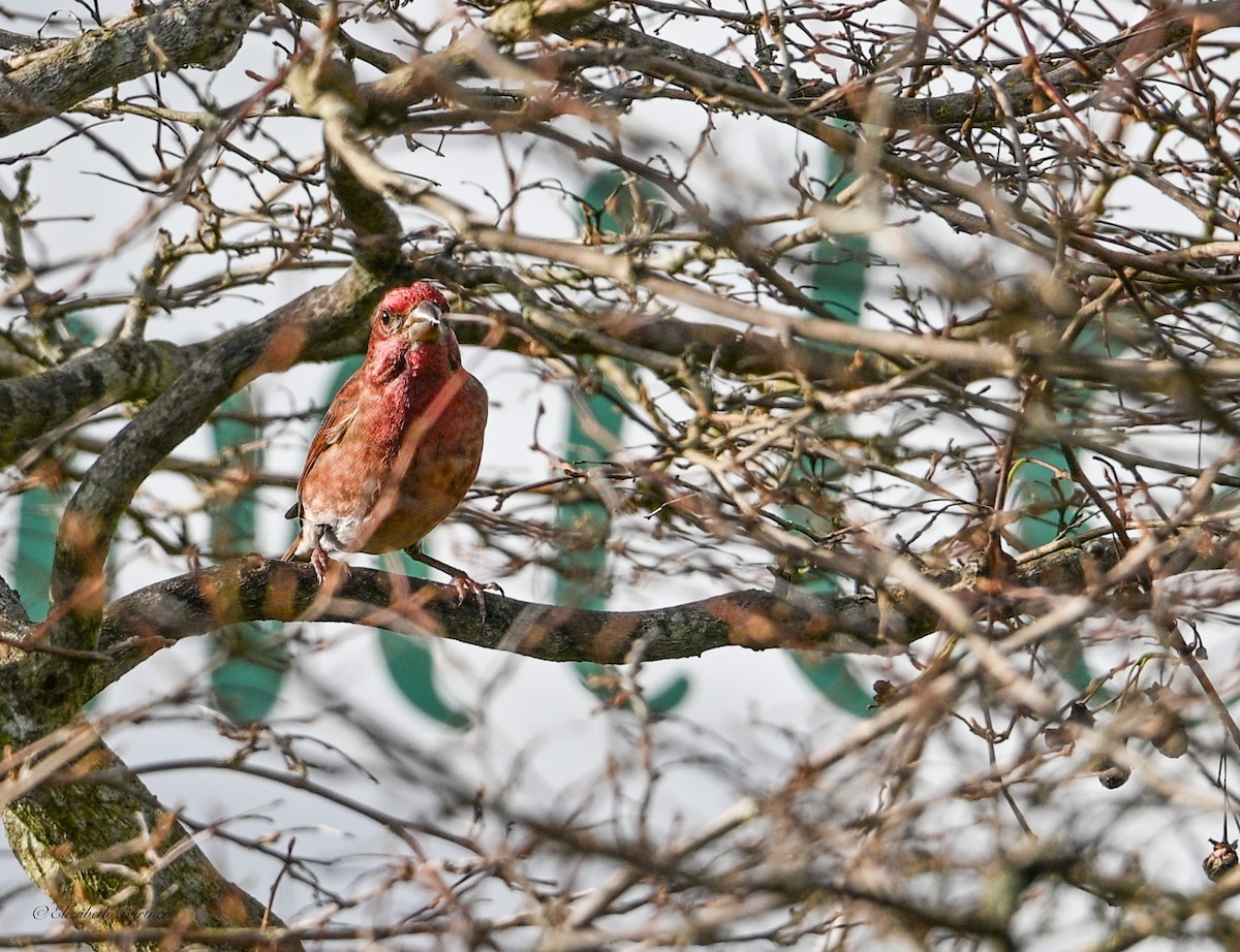 hýl nachový - ML646656362