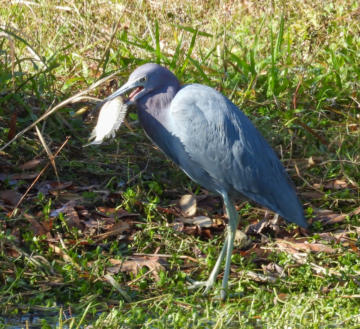 Little Blue Heron - ML646656364