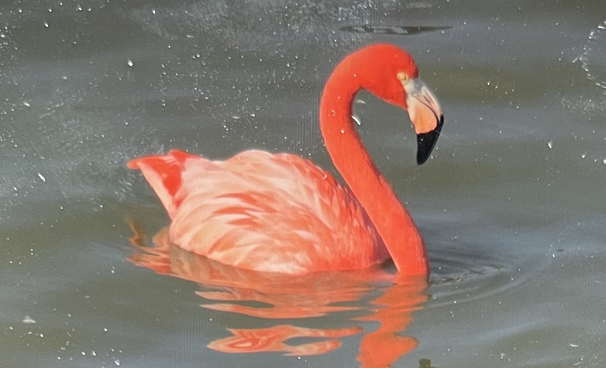 Flamenko gorria - ML646656365