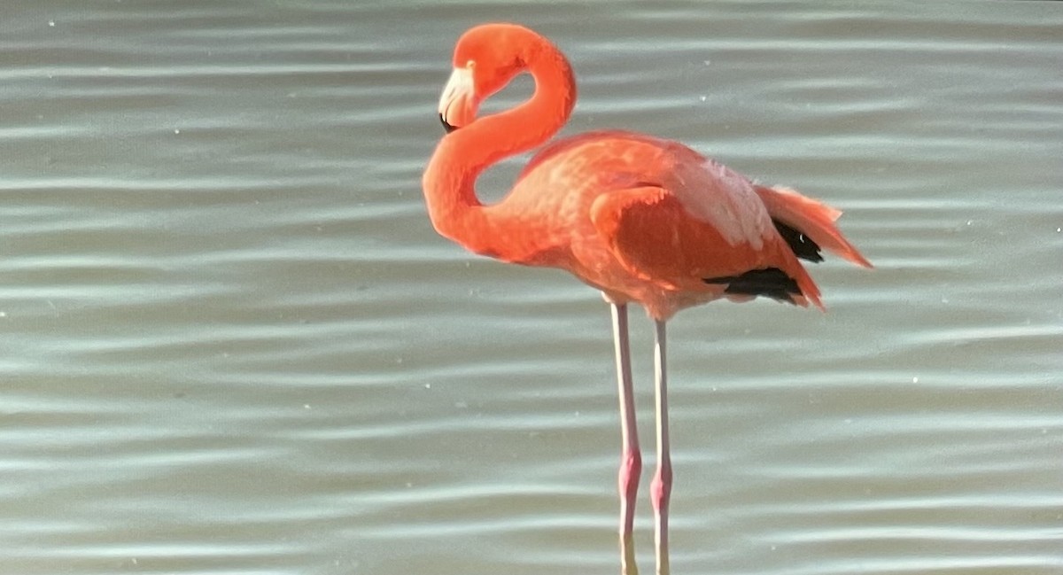 Flamenko gorria - ML646656366