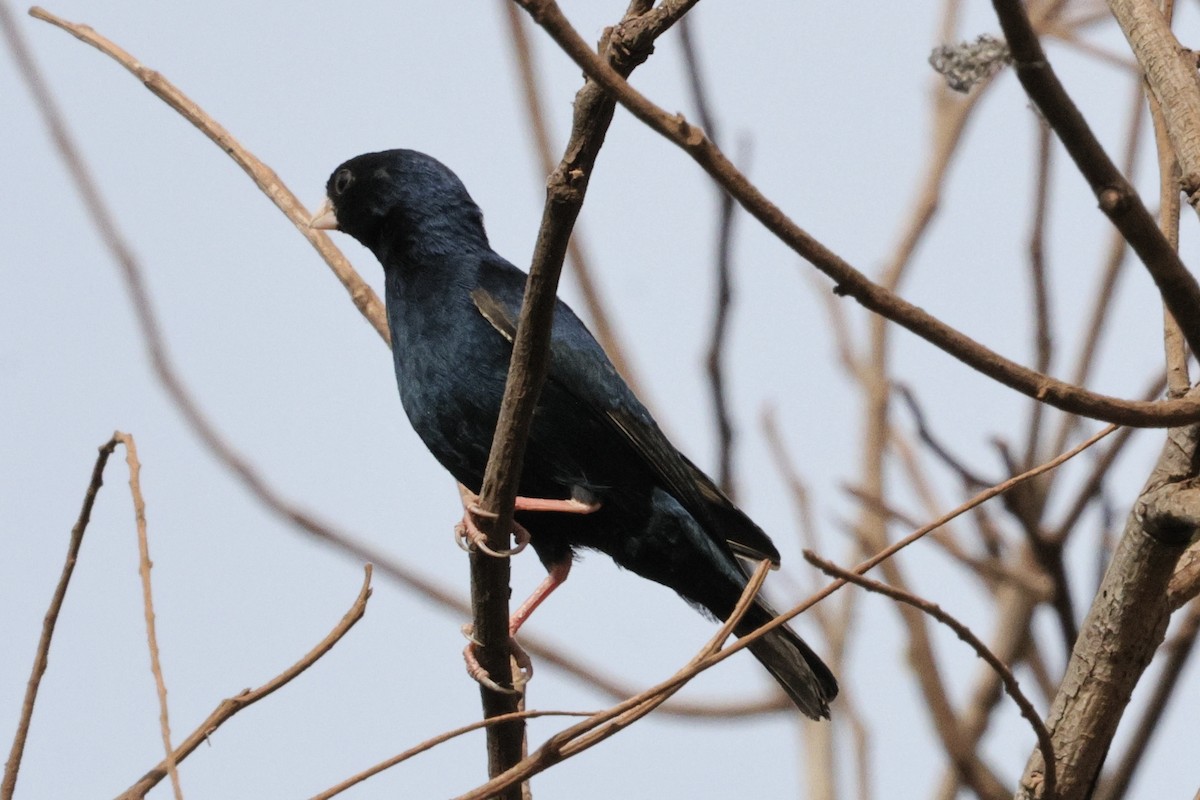 Combassou du Sénégal - ML646656367