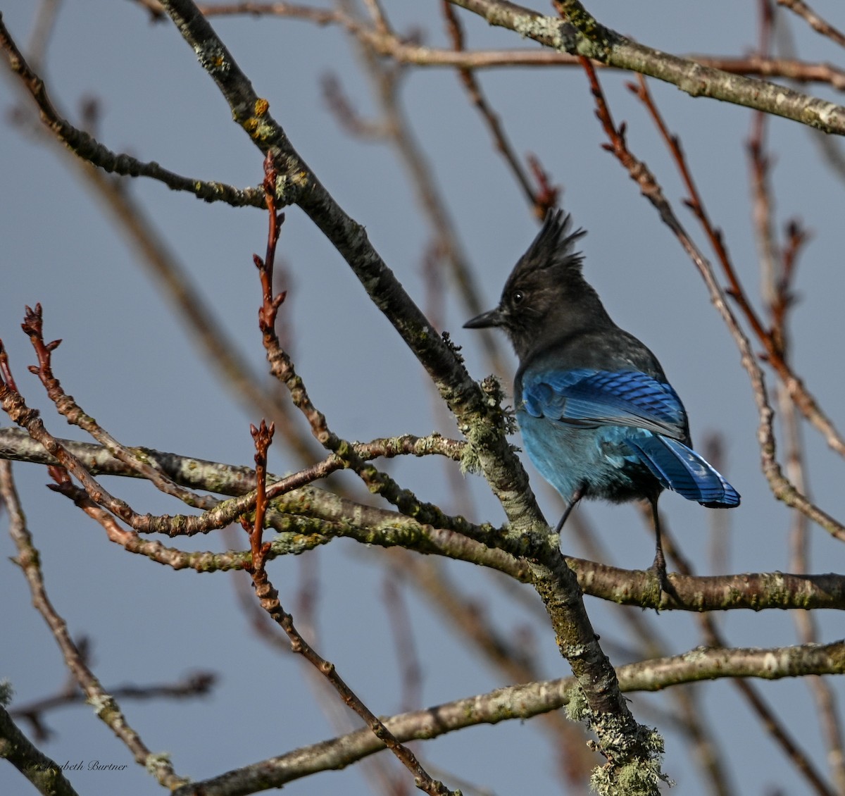 Steller's Jay - ML646656369