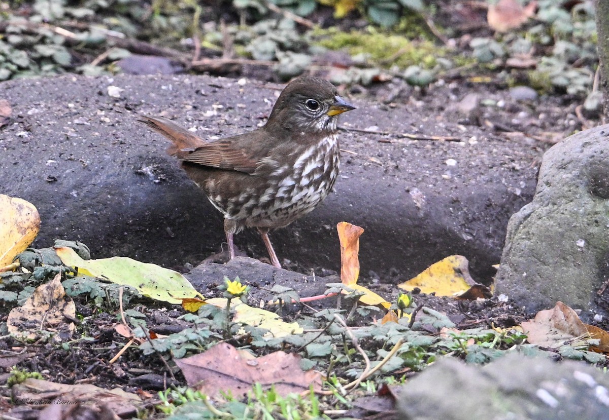Fox Sparrow - ML646656373