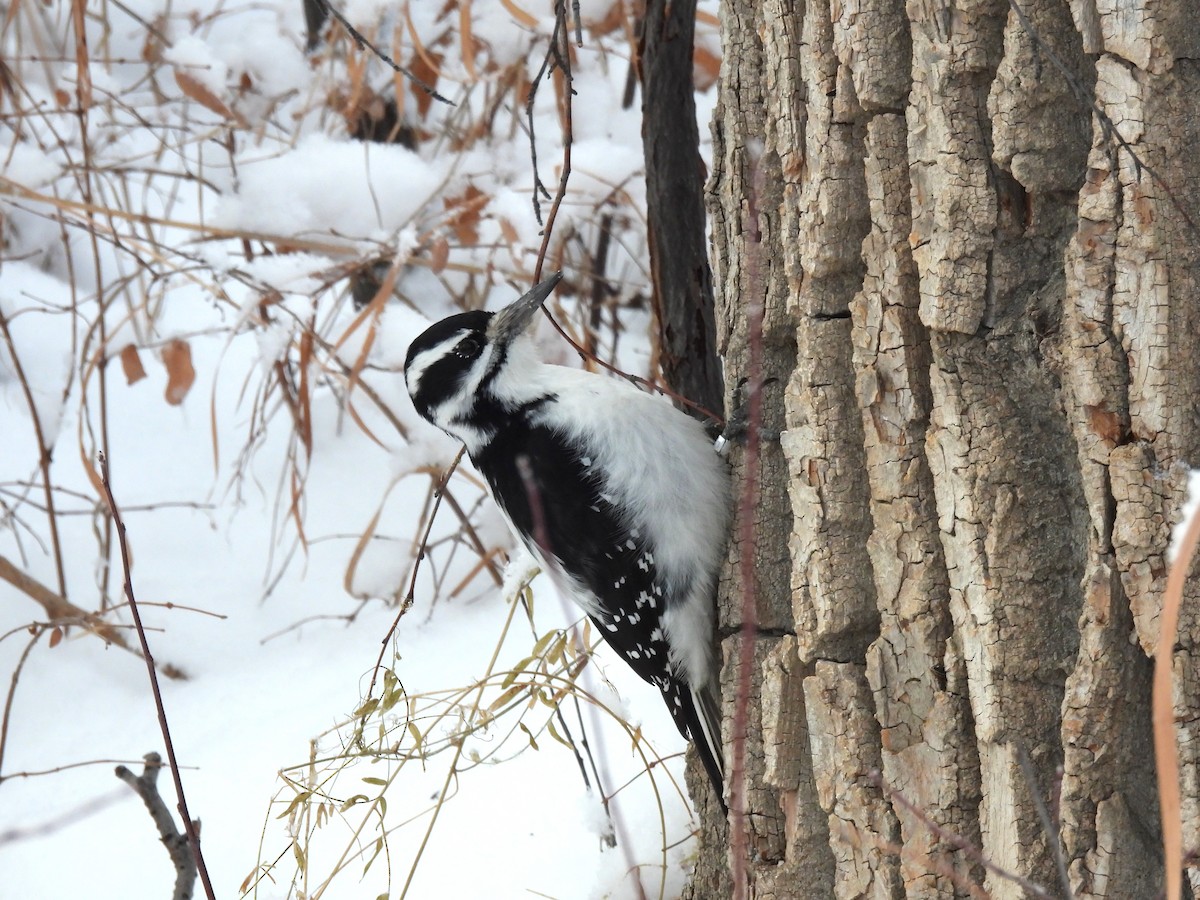 Hairy Woodpecker - ML646656378