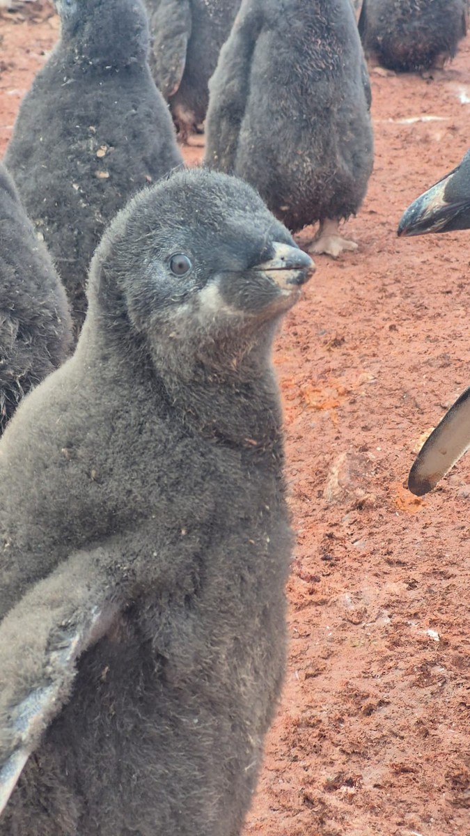 Adelie Penguin - ML646656386