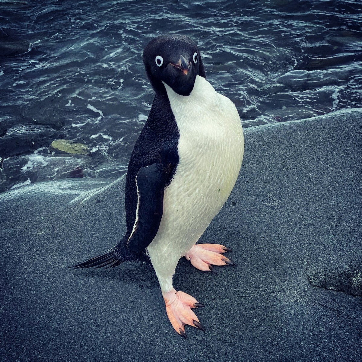 Adelie Penguin - ML646656387