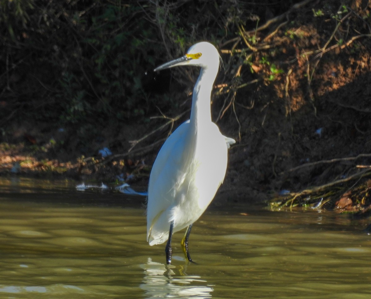 Snowy Egret - ML646656388