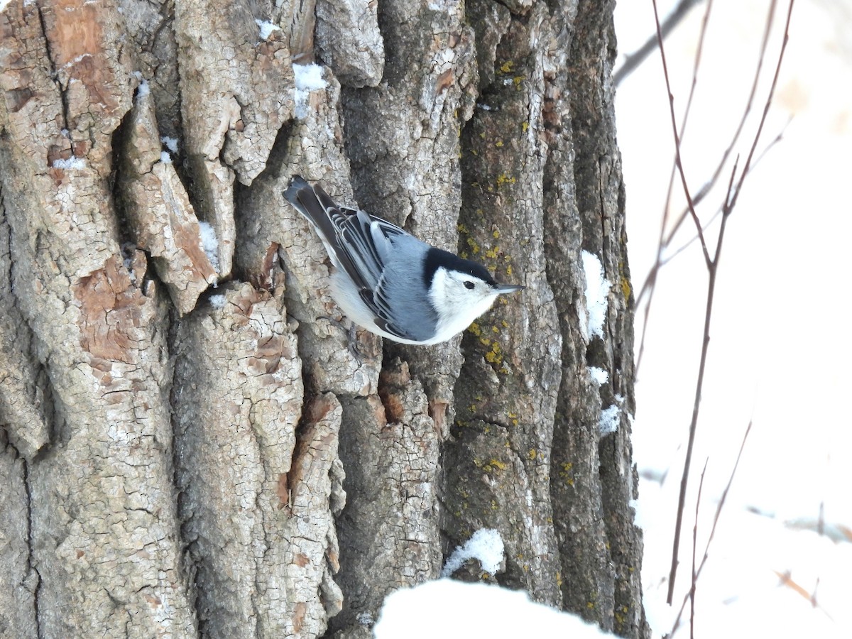 White-breasted Nuthatch - ML646656397