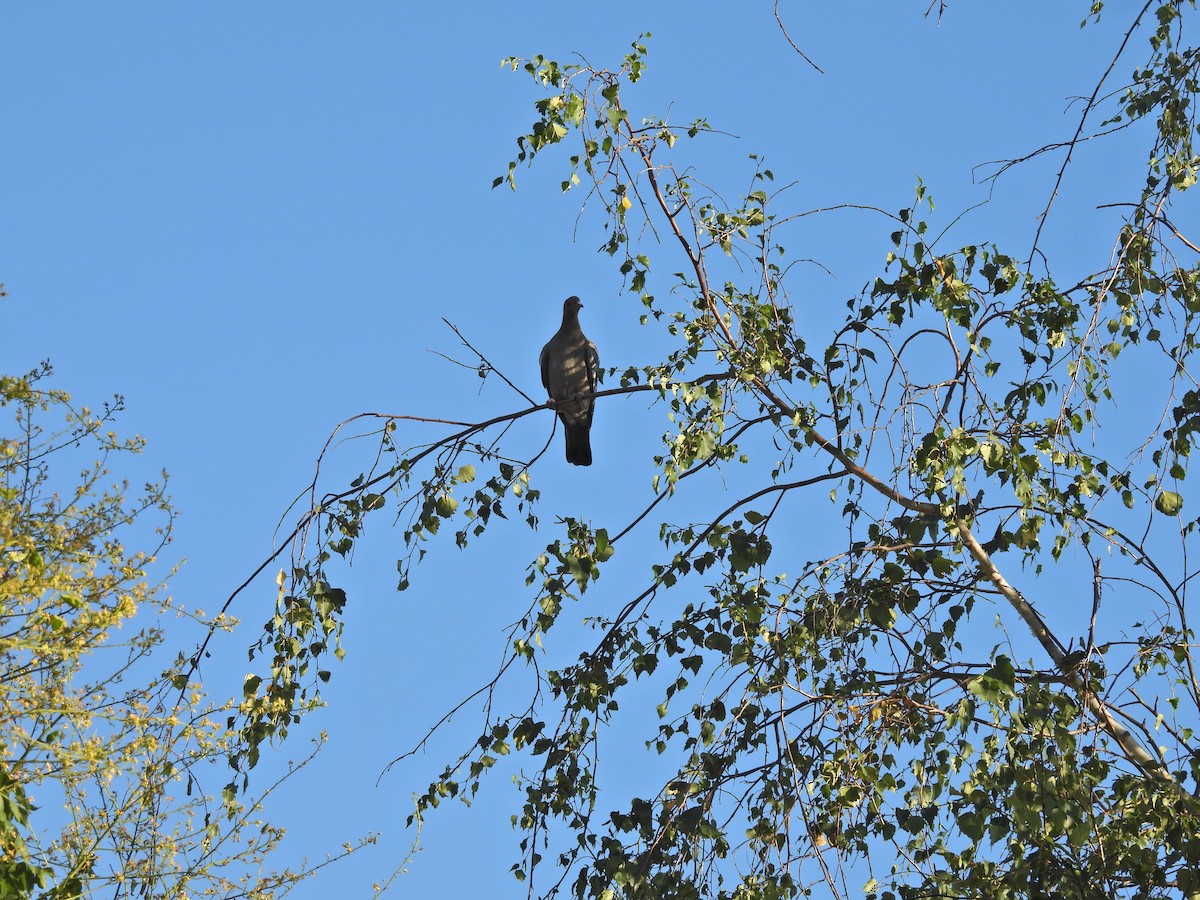 Pikazuro Güvercini - ML646656398